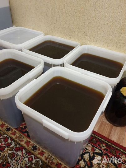 Свежий дягиль оптом