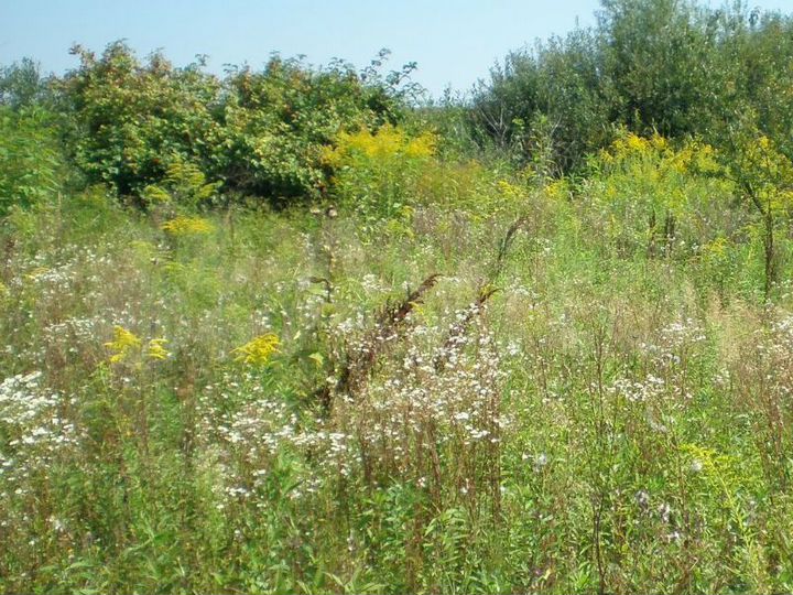 Участок 11,5 сот. (СНТ, ДНП)