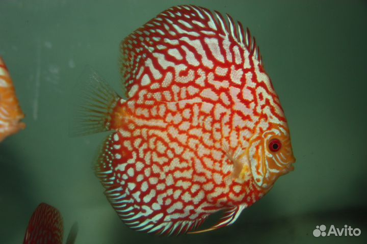 Дискусы Разводные (Не привоз) разные