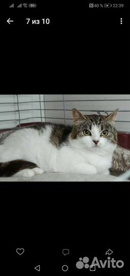 Кошечка Матрёшка