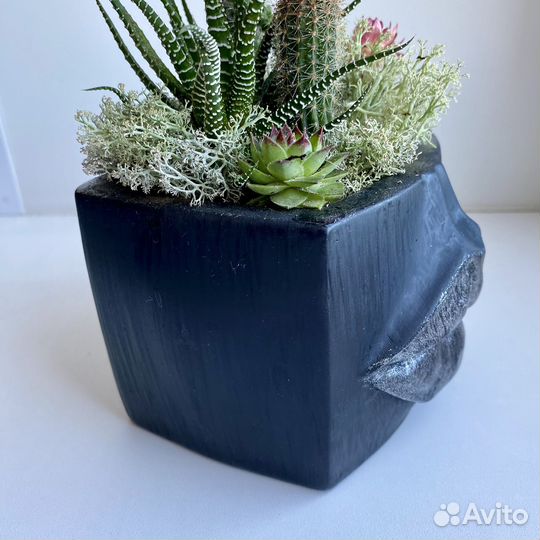 Кашпо с кактусами