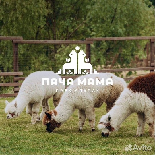 Экскурсовод / гид в парк Альпак