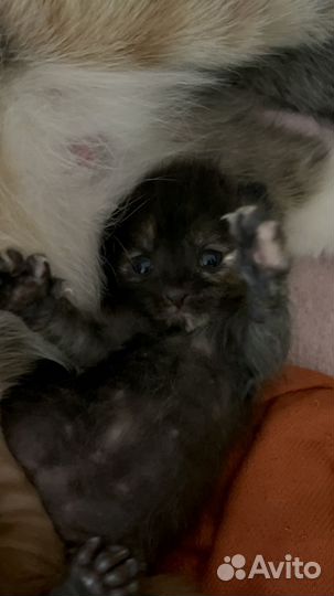 Отдам бесплатно животные