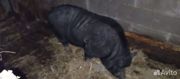 Вьетнамский вислобрюхий хряк