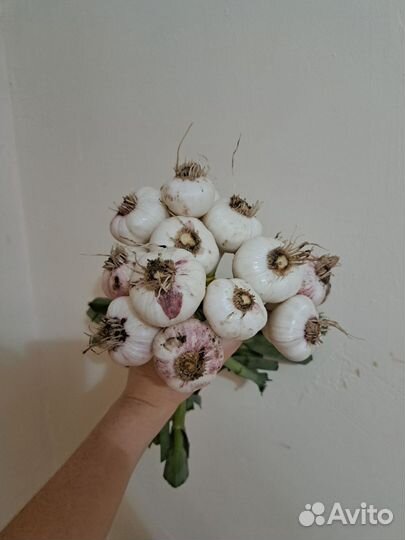 Молодой чеснок