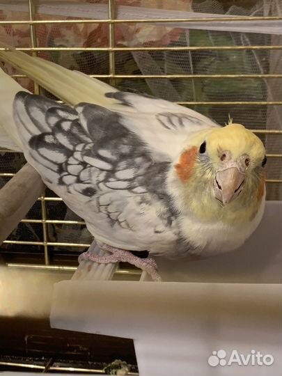 Говорящий попугай