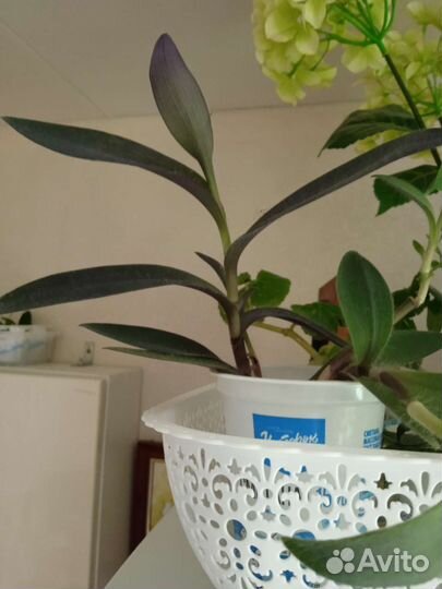 Комнатные цветы отростки