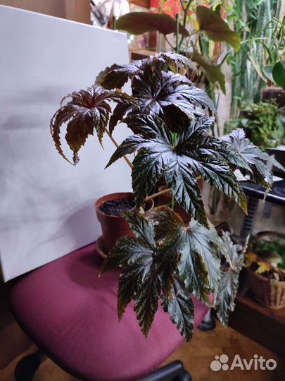 Бегония декоративно лиственная Грифон