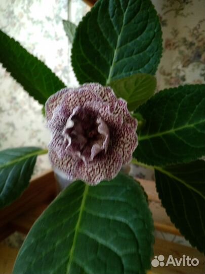 Глоксиния махровая