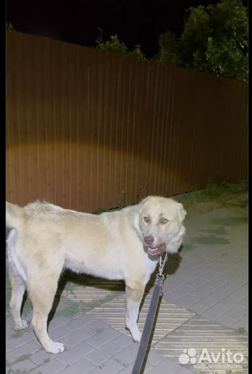 Кавказский волкодав