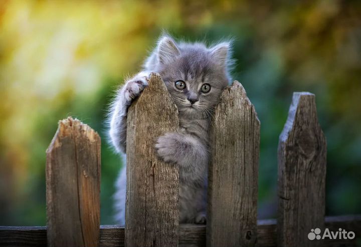 Super Multi Coated takumar 300mm f4 шикарный м42