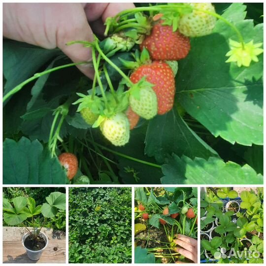 Усы сортовой клубники