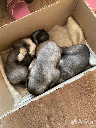 Щенки