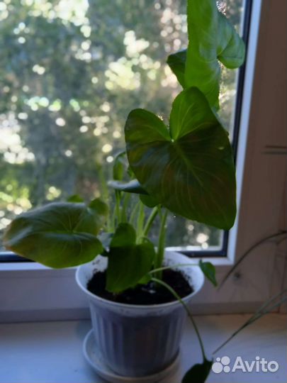 Фикус, традесканция, плектрантус, гиппеаструм