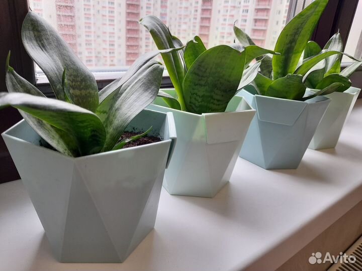 Домашние цветы. Сансевиерия Ханни