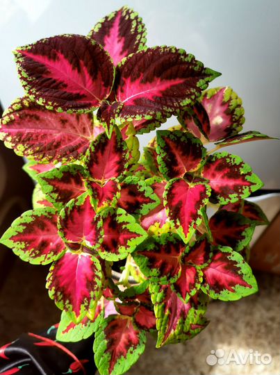 Колеусы вегетативные (черенки, укорененные)