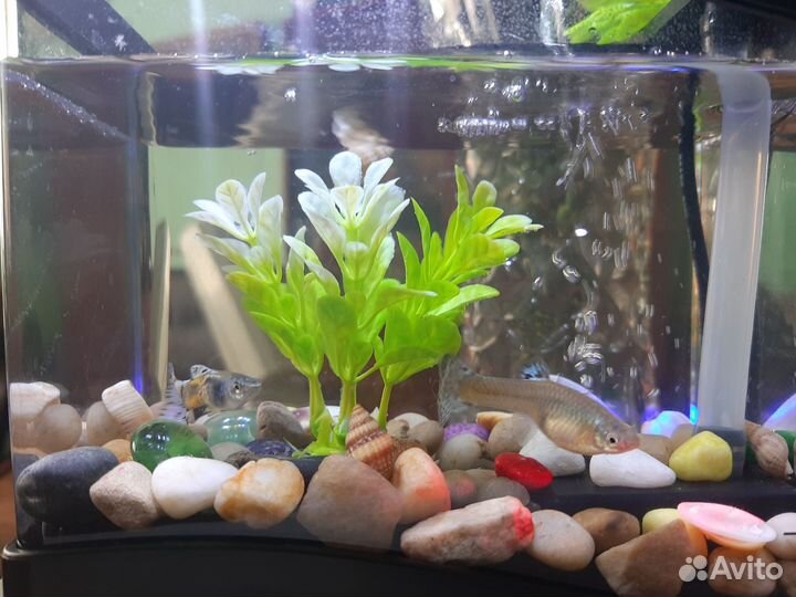 Многофункциональный аквариум