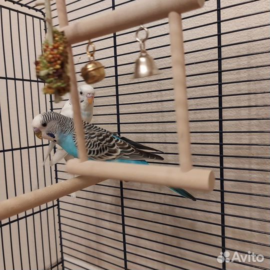 Отдам двух братьев попугаев волнистых, голубой и б