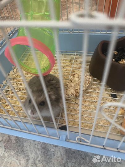 Клетка с хомяком
