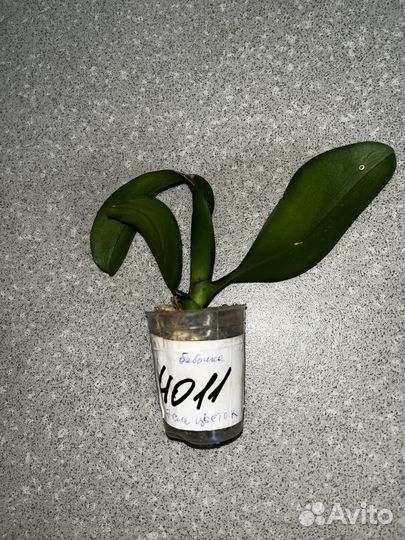 Орхидея бабочка