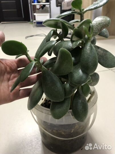 Толстянка Денежное дерево