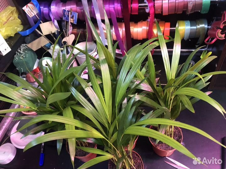 Дипсисы 45 см