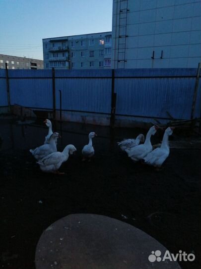 Гуси холмогоры