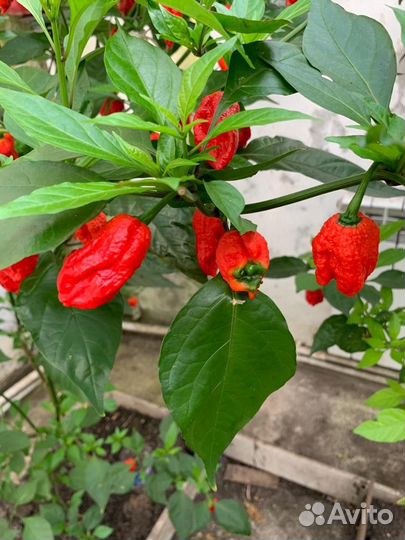 Перец острый Hot pepper Carolina riper