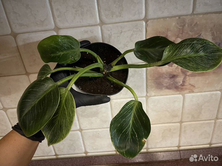Филодендрон биркин