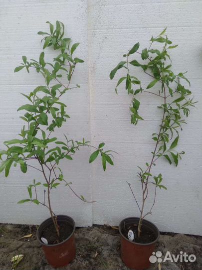 Гранат (комнатное растение)