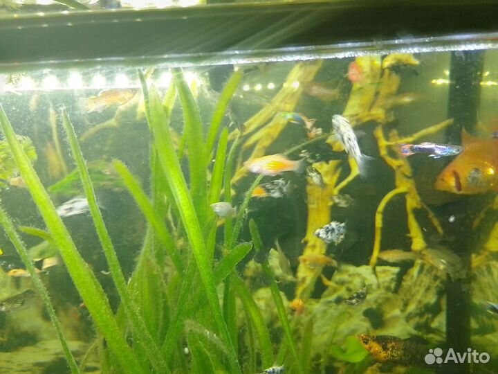 Продам рыбок