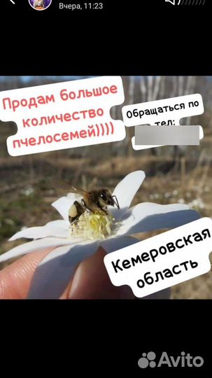 Продам пчелосемьи