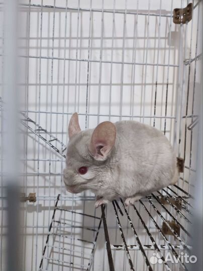 Шиншилла девочка