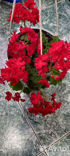 Герань пеларгония