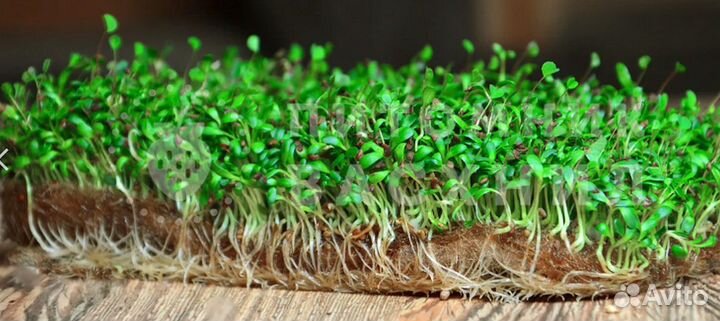 Агровата для Растений Микрозелени Оптом Мат qsdvby