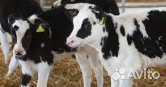 Бычки для откорма