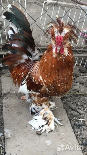 Карликовые куры