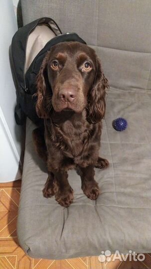 Вязка английский кокер спаниель