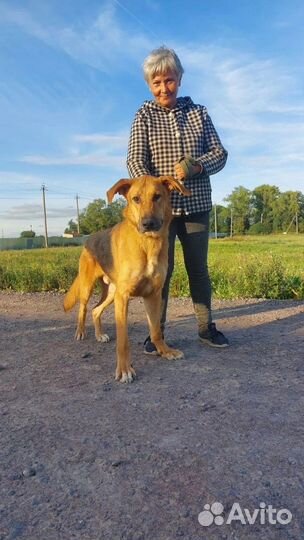 Собака в добрые руки