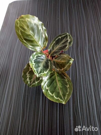 Калатея медальон