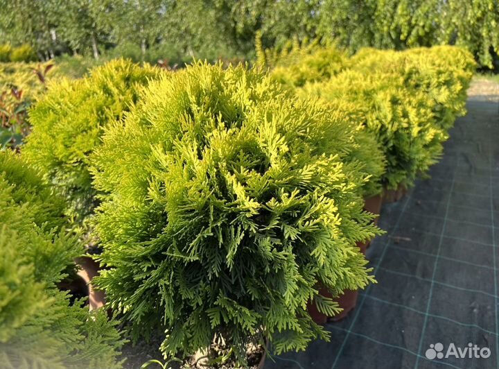 Туя западная Мириам