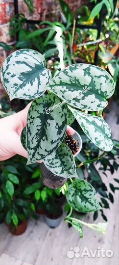 Сциндапсус Сильвер леди