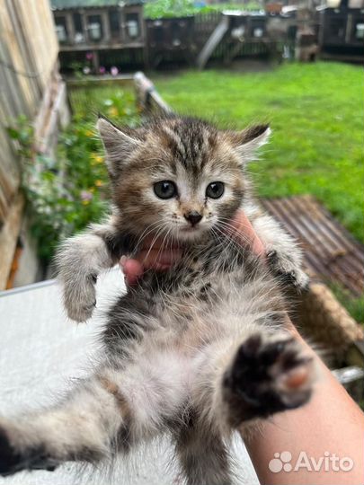 Кошечка трехцветная