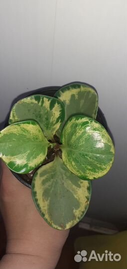 Пеперомия крапчатая