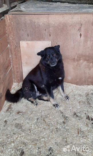 Собака из приюта Мусенька ищет дом