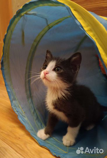 Дымчатый котёнок