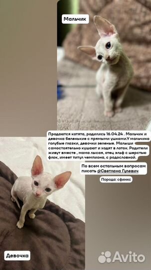 Продажа котят