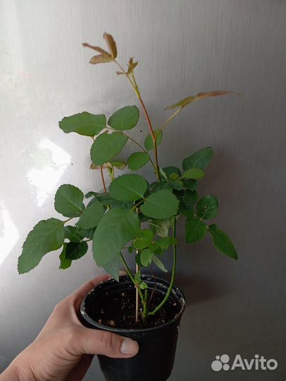 Комнатная роза