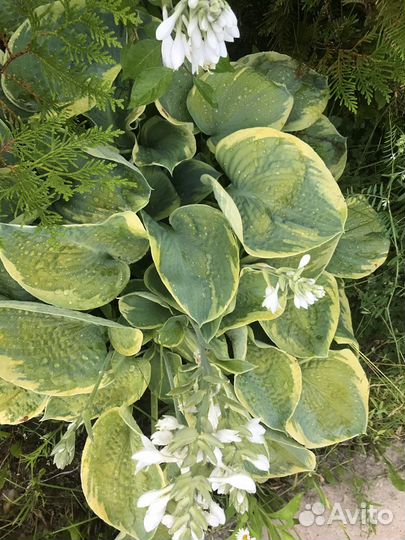 Хоста с желтой каймой