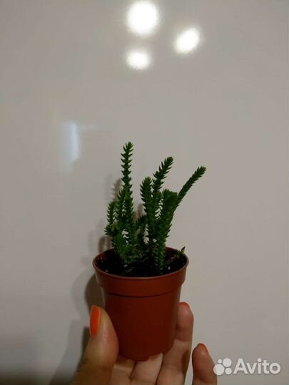 Crassula lycopodioides (muscosa)